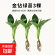 金鉆盆栽植物水培綠植花卉多肉辦公室內去吸除甲醛鉑金鉆綠公主 金鉆綠（25-35cm）3顆不含瓶