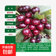 正宗嫁接櫻桃樹(shù)苗新品種車(chē)厘子苗南北方盆栽地栽當年結果樹(shù)苗大全 黑珍珠 4年苗一顆【1.2CM左右粗度】