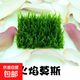 水草套餐三角莫斯淡水松茸火焰垂淚莫斯前景草沉木魚(yú)缸水族箱造景 火焰莫斯7.5cmx7.5cm四片