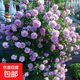 四季開(kāi)花薔薇花苗多花月季花苗特大花大苗濃香型爬藤攀援植物歐月 藍色陰雨1-1.3米左右【精選大苗】