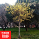 叢生臘梅花樹(shù)苗獨桿樹(shù)形棒棒糖素心臘梅苗庭院地栽植物別墅風(fēng)景樹(shù) 棒棒糖2公分粗 不含盆