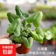 心愿蕨心形葉網(wǎng)紅植物蕨類(lèi)植物耐蔭喜濕室內綠植盆栽微景觀(guān)植物 心愿蕨冠幅10cm高8cm原土盆10*7cm 送肥料