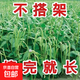 摘不敗無(wú)架長(zhǎng)豆角種子不用搭架子的長(zhǎng)豆角蔬菜種籽四季播種長(zhǎng)豇豆 無(wú)架豆角種子 2包約40粒