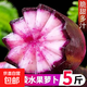 濰坊新下冰淇淋蘿卜脆甜紫蘿卜 現(xiàn)挖現(xiàn)發(fā)冰激凌蘿卜5斤