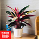 七彩竹芋觀葉花卉植物室內花盆栽北歐風網紅好養(yǎng)水培植物油畫竹芋 七彩竹芋【20-30cm】1盆+螺紋盆+肥料