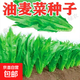 四季播種油麥菜種子家庭種菜盆栽田園地栽菜種籽易成活蔬菜種子 油麥菜種子【1包約2500?！?原廠封裝