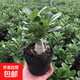 沙漠玫瑰盆栽花卉辦公室客廳室內(nèi)好養(yǎng)重瓣多肉植物老樁四季小綠植 4年苗沙漠玫瑰1顆【粗4-6厘米】