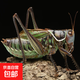 蟈蟈活新脫鳴蟲(chóng)夏蟈蟈大活體大肚子野生叫蟈蟈鐵蟈蟈綠蟈蟈 大號(hào)綠蟈蟈 拍兩個(gè)給罐