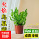 火焰鳥巢蕨辦公室內(nèi)植物盆栽防輻射綠植觀葉凈化空氣花卉四季常青 【招財納?！?0#火焰鳥巢蕨+基地原盆