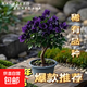 云南深紫色棒棒糖三角梅花盆栽三角梅紫色球形開花陽(yáng)臺(tái)品種庭院 5年苗帶土球花色隨機(jī)