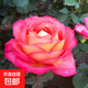 月季特大花濃香花苗老樁大苗大花特大月季花盆栽四季玫瑰花樹(shù)苗 彩云【特大花濃香】