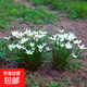 室外喜陰花卉陰生開(kāi)花植物耐旱耐寒蔥蘭苗庭院綠化宿根地被矮生 蔥蘭苗10棵