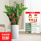 【金錢樹】盆栽客廳室內(nèi)植物錢串子大型發(fā)財綠植喬遷開業(yè)送盆花卉 20-25株金錢樹0.9-1.1米羅馬柱盆 送肥料