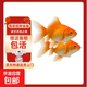 冷水觀(guān)賞魚(yú)寵物魚(yú)草金魚(yú)自來(lái)水可養包郵包活 1-3厘米招財紅草金 招財紅草金6條送4條備損