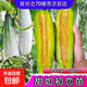 綠寶石甜瓜苗秧超甜香瓜苗早熟高糖羊角蜜四季栽陽(yáng)臺盆栽蔬果菜苗 羊角蜜苗 6棵苗