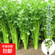 傲點(diǎn)蔬菜苗各種菜苗盆栽地栽西瓜苗芹菜苗茄子苗庭院陽(yáng)臺(tái)穴盤(pán)苗帶 四季西芹苗3顆帶土送肥包郵