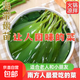 鹽漬海帶嫩苗 細嫩鮮甜 霞浦新鮮小海帶 火鍋食材 海帶嫩苗5斤(500g*5袋)