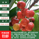 【買(mǎi)一送一】車(chē)厘子樹(shù)苗嫁接大櫻桃樹(shù)苗庭院陽(yáng)臺南北方種植果樹(shù)苗 拉賓斯 2公分粗【買(mǎi)一送一】?jì)深w裝