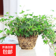常春藤盆栽室內(nèi)垂吊植物好養(yǎng)水培綠植凈化空氣除甲醛四季常青長(zhǎng)青 1盆青葉 常春藤(長(zhǎng) 15-20厘米) 簡(jiǎn)易盆