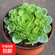 多肉植物 多肉精選老樁蒂亞吸財(cái)樹(shù)辦公室室內(nèi)陽(yáng)臺(tái)紅寶石群生多頭 山地玫瑰【20-30頭】