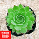 觀音蓮多肉植物辦公室內(nèi)大顆好養(yǎng)盆栽大棵室內(nèi)多肉老樁陽臺盆景 觀音蓮單頭4-5cm 原盆土發(fā)貨 不含盆
