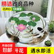 水培荷花蓮子碗養(yǎng)花卉室內好養(yǎng)四季開花種子籽水養(yǎng)盆栽客廳睡蓮 混色蓮子30粒+簡約玻璃盆+營養(yǎng)液【滿盆爆花】
