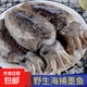 舟山本地墨魚(yú) 大墨魚(yú) 1斤(凈重)  【10條/斤】