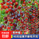 黑番茄種子瀑布番茄黑珍珠小番茄小西紅柿種籽盆栽圣女果水果種子 黑瀑布小番茄種子/包約200粒 1包