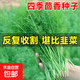 山東壽光蔬菜種子大全香菜菜種青菜番茄菠菜西瓜小蔥生菜菜籽 農家茴香種子1000粒