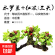 水草綁沉木定植魚(yú)缸懶人造景水族箱紅色水草綠植入缸成景新手推薦 水羅蘭＋紅波（三頭）