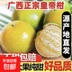 正宗廣西皇帝柑大果新鮮現摘當季水果整箱甜蜜桔橘子貢柑砂糖桔子 9斤中果【50-55mm】