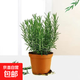 迷迭香苗盆栽可食用驅(qū)蚊植物香草薄荷苗綠植物室內(nèi)煎牛排水培花卉 迷迭香原盆土1盆 盆徑約12cm 含盆高約25cm