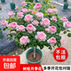 棒棒糖樹樁月季花苗樹狀特大花朵四季開花花卉植物庭院玫瑰花樹苗 瑞典女王【多季循環(huán)開花】 粗度：直徑2-2.2cm