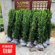冬青樹(shù)苗法國直立籬笆墻庭院圍墻植物四季常青耐寒綠籬北海道黃楊 北海道冬青高80-1米10棵