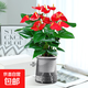 水培紅掌盆栽帶花一帆風(fēng)順花卉植物室內(nèi)好養(yǎng)綠植鴻運(yùn)當(dāng)頭四季開(kāi)花 【爆款新品】特級(jí)紅掌（灰色繁星盆）