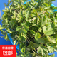 農(nóng)家自種矮腳地趴香菜脫水蔬菜芫荽霜凍土香菜火鍋配菜紅根香菜 1包約500粒 趴地紫桿香菜種子