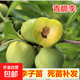 青脆李樹(shù)苗嫁接四川脫骨李樹(shù)特大晚熟李子苗南方北方種植當年結果 五年苗1棵當年結果多 60cm含69cm含