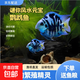 【京東配送包損清倉】迷你鸚鵡種魚(yú)寶藍白金鸚鵡熱帶魚(yú)繁殖種魚(yú)包 3-4cm寶藍鸚鵡魚(yú)公母隨機10條 下單送發(fā)色魚(yú)食