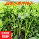 四季蔬菜種子大全菠菜香菜生菜油麥菜莧菜雞毛菜芹菜矮腳黃蔬菜籽 四季小香芹種子1包約10000粒
