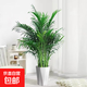 【散尾葵】年宵花?大型盆栽富貴椰子植物鳳尾竹綠植網(wǎng)紅落地年貨 精品富貴椰子高度1.4-1.6米 基地直發(fā)【10-12株苗羅馬柱型樹脂盆】送兩包肥料
