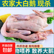 【大廠(chǎng)貨源】新鮮大白鵝農家散養大鵝仔鵝成年鵝鵝肉現殺大鵝 10斤以上 大鵝
