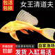女王清道夫大帆女皇活體大小型垃圾清理黃金紅眼異型魚熱帶觀賞魚 15-20cm女王清道夫1條送1條備損