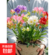 香雪蘭花球盆栽重瓣種小蒼蘭帶芽種根帶花苞混色盆栽四季開(kāi)花鮮花 混色香雪蘭種球 10個(gè)（劃算）