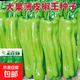 超大薄皮王辣椒種子新品種大果高產(chǎn)四季泡椒種子早熟雜交青椒種子 薄皮椒王種子 3包約600粒