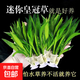 【京東物流】魚(yú)缸水草植物水培蜈松裝飾陰性?xún)艋|(zhì)生態(tài)造景全套 迷你矮皇冠草1支（7-10厘米）