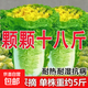 雞蛋黃奶油大白菜種子真好吃黃心快菜籽農家田園夏秋四季播蔬菜子 北京小雜56白菜約1200粒1包