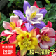 重瓣耬斗菜種子貓爪花庭院易活花籽花種子四季開(kāi)花陽(yáng)臺盆栽室內外 耬斗菜種子/包約100粒 1包