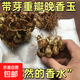 重瓣晚香玉種球濃香型花卉種球多年生陽(yáng)臺(tái)室內(nèi)盆栽耐寒耐熱花種子 15-20個(gè)芽晚香玉