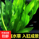 魚缸懶人水草植物淡水有莖草缸造景水族箱中后景水族套餐包郵 大葉綠九冠2顆（送水草沉底杯）
