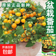 【京東物流】番茄種子盆栽番茄陽臺(tái)盆栽農(nóng)家田園大全各種各樣 盆栽黃番茄種子1包約200粒